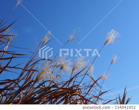 Japanese pampas grass against the blue sky. The blue sky is very pleasant. This image is perfect for copy space. Japanese pampas grass against the blue sky. The blue sky is very pleasant. This image is perfect for copy space. 134042852