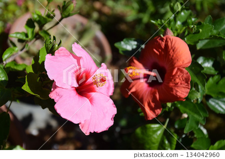 花園裡盛開的大朵扶桑花(粉紅色和橘色的扶桑花),長焦變焦微距拍攝 花園裡盛開的大朵扶桑花(粉紅色和橘色的扶桑花),長焦變焦微距拍攝 134042960