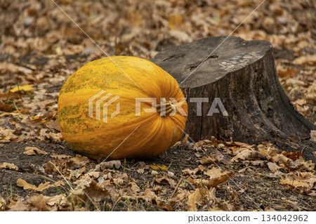 Bright orange pumpkin lying on the forest ground next to an old tree stump. The scene is surrounded by dry autumn leaves, creating a natural fall atmosphere. Bright orange pumpkin lying on the forest ground next to an old tree stump. The scene is surrounded by dry autumn leaves, creating a natural fall atmosphere. 134042962
