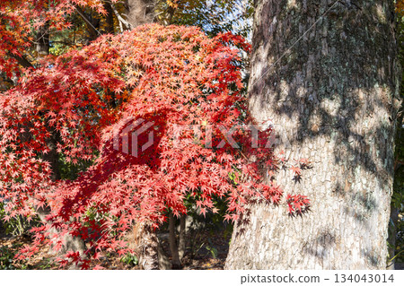 京都府京都市蓮華院（三十三間堂）庭園的深秋景色 134043014