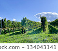 wine vineyards 134043141
