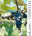 Close-up of sweet grapes growing under the blue sky 134043143