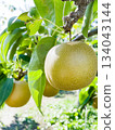 Close-up of fresh pears ripening under the blue sky 134043144