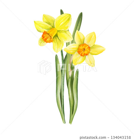 watercolor bouquet of yellow flowers and green leaves, hand drawn garden daffodils, narcissus, spring Easter illustration of jonquils bouquet, beautiful graceful snowdrop, party, kitchen decoration 134043158