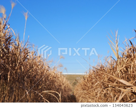 雲朵漂浮在藍天，藍天，薄野小路，留白，感覺自己彷彿被吸入了天空。 134043623