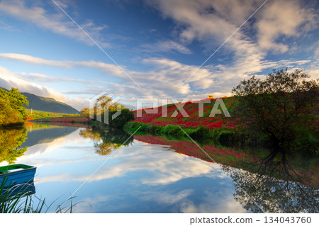岐阜縣海津市南王町津谷-津谷川兩岸被盛開的彼岸花染成了鮮豔的紅色,倒映在水面上,美不勝收。 岐阜縣海津市南王町津谷-津谷川兩岸被盛開的彼岸花染成了鮮豔的紅色,倒映在水面上,美不勝收。 134043760