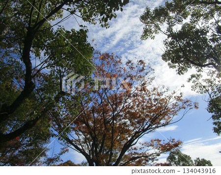 秋葉和黃葉的景色 秋葉和黃葉的景色 134043916