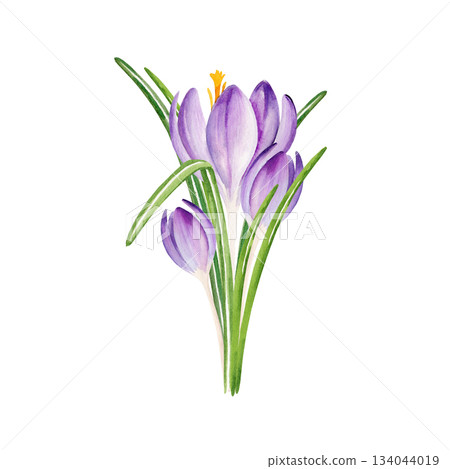 spring bouquet of crocuses, hand drawn watercolor blue and lilac flowers, snowdrops, spring Easter illustration of cold weather purple flowers, green leaves for mother's day party, kitchen decoration 134044019