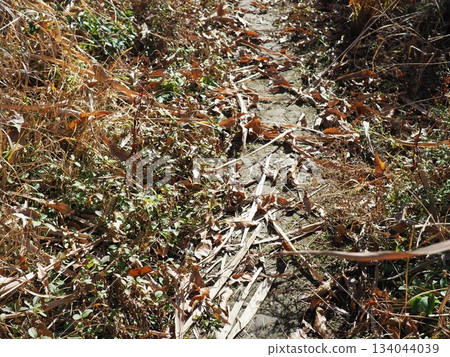 Endless Susukino Path Copy Space Feel the change of seasons Endless Susukino Path Copy Space Feel the change of seasons 134044039