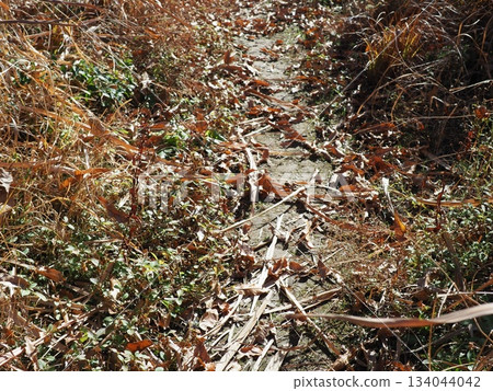 Endless Susukino Path Copy Space Feel the change of seasons 134044042