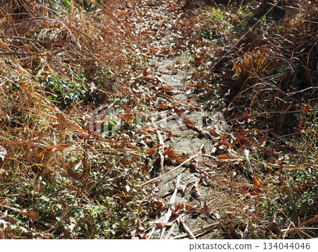 Endless Susukino Path Copy Space Feel the change of seasons Endless Susukino Path Copy Space Feel the change of seasons 134044046