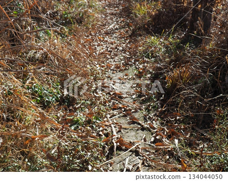 Endless Susukino Path Copy Space Feel the change of seasons 134044050