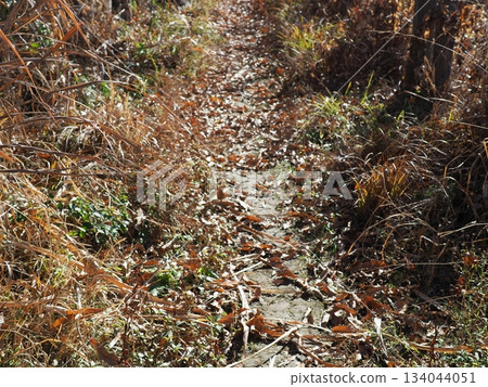 Endless Susukino Path Copy Space Feel the change of seasons Endless Susukino Path Copy Space Feel the change of seasons 134044051