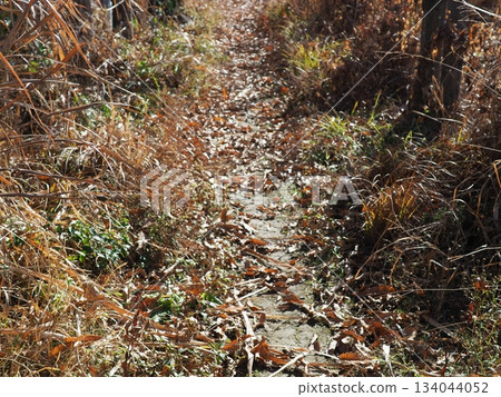 Endless Susukino Path Copy Space Feel the change of seasons 134044052