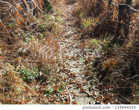 Endless Susukino Path Copy Space Feel the change of seasons Endless Susukino Path Copy Space Feel the change of seasons 134044054