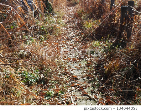 Endless Susukino Path Copy Space Feel the change of seasons Endless Susukino Path Copy Space Feel the change of seasons 134044055