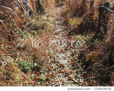 Endless Susukino Path Copy Space Feel the change of seasons Endless Susukino Path Copy Space Feel the change of seasons 134044056