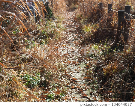 Endless Susukino Path Copy Space Feel the change of seasons Endless Susukino Path Copy Space Feel the change of seasons 134044057