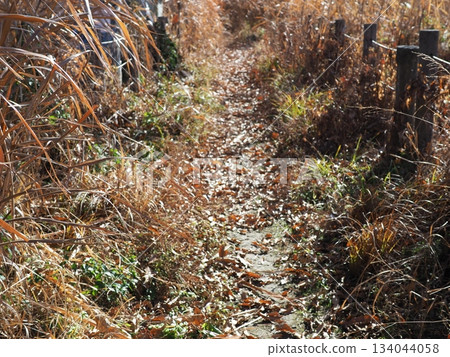 Endless Susukino Path Copy Space Feel the change of seasons Endless Susukino Path Copy Space Feel the change of seasons 134044058