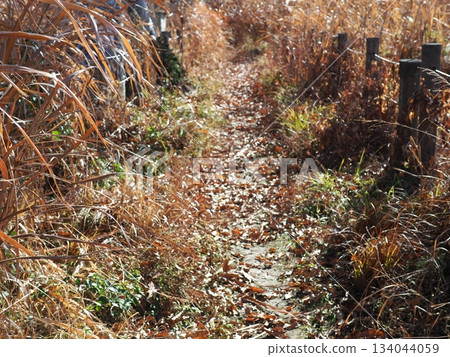 Endless Susukino Path Copy Space Feel the change of seasons Endless Susukino Path Copy Space Feel the change of seasons 134044059