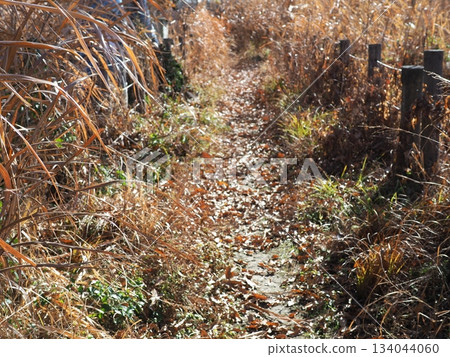 Endless Susukino Path Copy Space Feel the change of seasons Endless Susukino Path Copy Space Feel the change of seasons 134044060