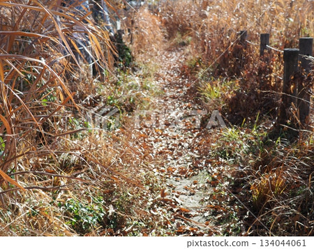 Endless Susukino Path Copy Space Feel the change of seasons Endless Susukino Path Copy Space Feel the change of seasons 134044061