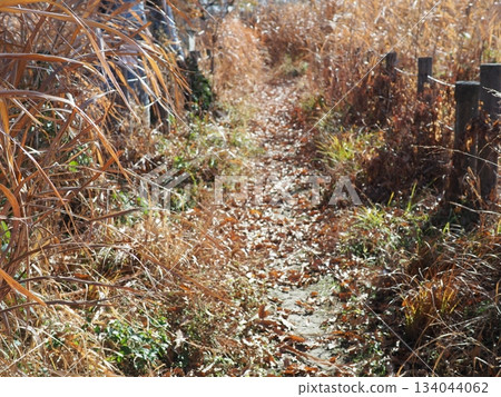 Endless Susukino Path Copy Space Feel the change of seasons Endless Susukino Path Copy Space Feel the change of seasons 134044062