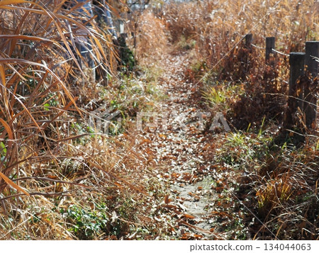 Endless Susukino Path Copy Space Feel the change of seasons Endless Susukino Path Copy Space Feel the change of seasons 134044063