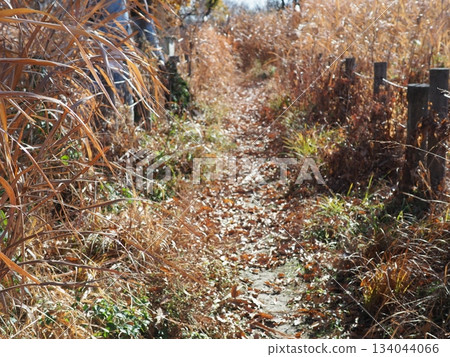 Endless Susukino Path Copy Space Feel the change of seasons Endless Susukino Path Copy Space Feel the change of seasons 134044066