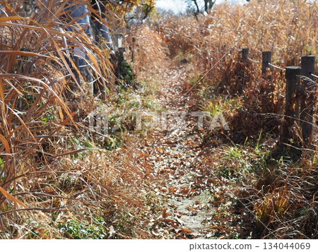 Endless Susukino Path Copy Space Feel the change of seasons 134044069