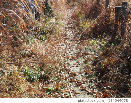Endless Susukino Path Copy Space Feel the change of seasons Endless Susukino Path Copy Space Feel the change of seasons 134044078