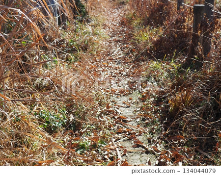 Endless Susukino Path Copy Space Feel the change of seasons Endless Susukino Path Copy Space Feel the change of seasons 134044079