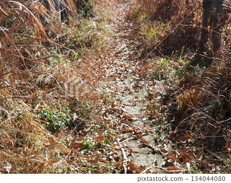 Endless Susukino Path Copy Space Feel the change of seasons 134044080