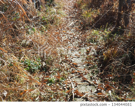 Endless Susukino Path Copy Space Feel the change of seasons Endless Susukino Path Copy Space Feel the change of seasons 134044081