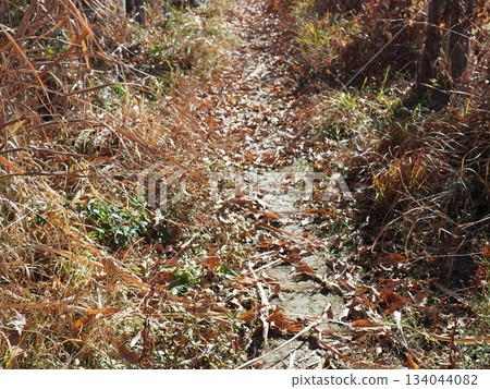 Endless Susukino Path Copy Space Feel the change of seasons Endless Susukino Path Copy Space Feel the change of seasons 134044082