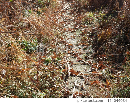 Endless Susukino Path Copy Space Feel the change of seasons 134044084