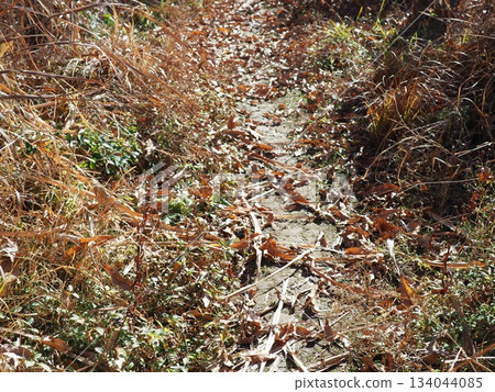 Endless Susukino Path Copy Space Feel the change of seasons Endless Susukino Path Copy Space Feel the change of seasons 134044085