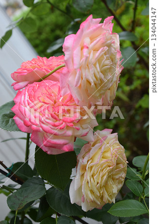 一朵碩大的玫瑰花，顏色從粉紅色漸變為檸檬黃色（長焦微距拍攝） 134044147