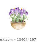 spring flowers in ceramic pot, hand drawn watercolor blue and lilac crocuses grow in clay vase, spring Easter illustration of purple bouquet, green leaves for party, kitchen decoration 134044197
