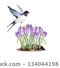 snowdrops flowers growing in the ground, flying swallow, hand drawn watercolor blue and lilac crocuses grow in nature, spring Easter illustration of purple bouquet, green leaves for party decoration 134044198