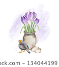 flowers in ceramic pot, cute redbreast bird, hand drawn watercolor blue and lilac crocuses grow in clay vase and robin, spring Easter illustration of purple bouquet, green leaves for party decoration 134044199