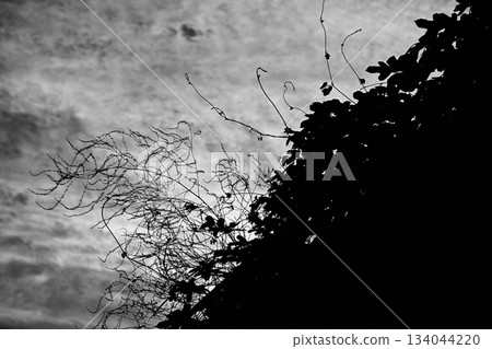 Monochrome Image Monochrome Image 134044220