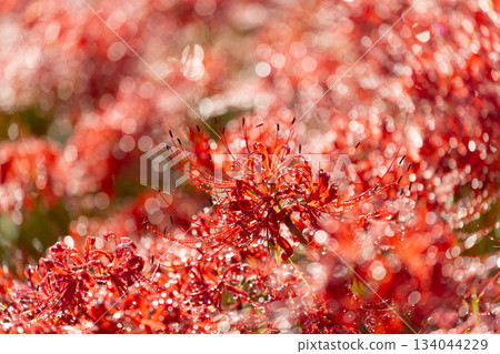Tsuya, Nanno-cho, Kaizu City, Gifu Prefecture - After the rain, the red spider lilies (cluster amaryllis) dye the bank of the Tsuya River bright red 134044229
