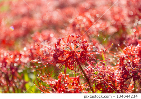 Tsuya, Nanno-cho, Kaizu City, Gifu Prefecture - After the rain, the red spider lilies (cluster amaryllis) dye the bank of the Tsuya River bright red Tsuya, Nanno-cho, Kaizu City, Gifu Prefecture - After the rain, the red spider lilies (cluster amaryllis) dye the bank of the Tsuya River bright red 134044234