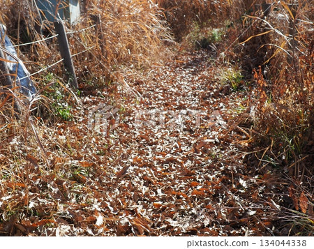 A carpet of fallen leaves, copy space, seasonal changes, fun walking A carpet of fallen leaves, copy space, seasonal changes, fun walking 134044338
