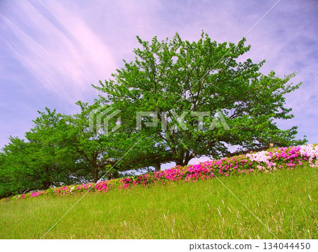 Fresh green cherry blossom trees along the Edogawa River bank and azaleas in full bloom 134044450