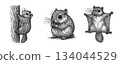 Ezo flying squirrel gesture pen drawing set (tree climbing, sitting, flying membrane) 134044529