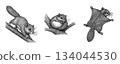 A set of pen drawings of Hokkaido flying squirrels (descending, resting, gliding), 134044530