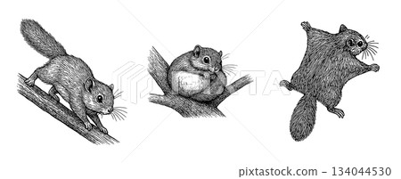 A set of pen drawings of Hokkaido flying squirrels (descending, resting, gliding), A set of pen drawings of Hokkaido flying squirrels (descending, resting, gliding), 134044530