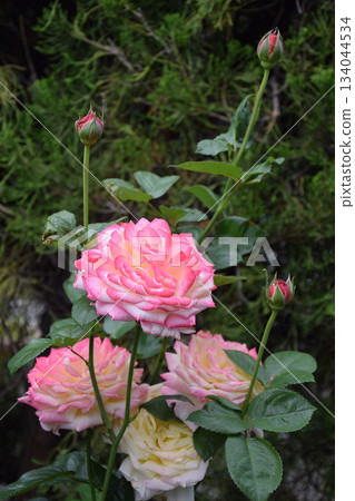 A large rose flower changing color in a gradation from pink to lemon yellow (telephoto zoom macro shot) 134044534